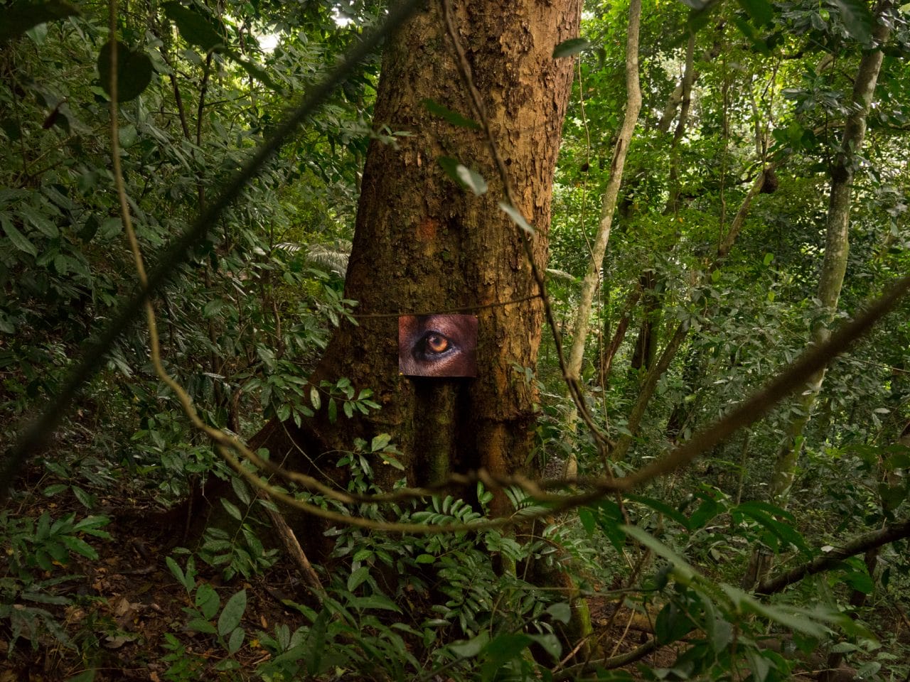A tree within the forest, hung around the tree is an image of an animals eye, the fur around its eye matches the colour of the tree trunk.